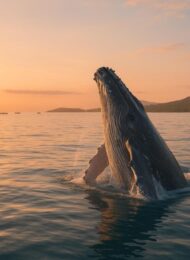 Best Time for Whale Watching in Mauritius