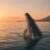 Best Time for Whale Watching in Mauritius